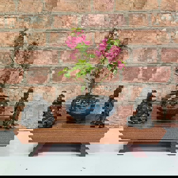 Yorkshire Bonsai Bougainvillea Bonsai Tree - In 15cm Pot