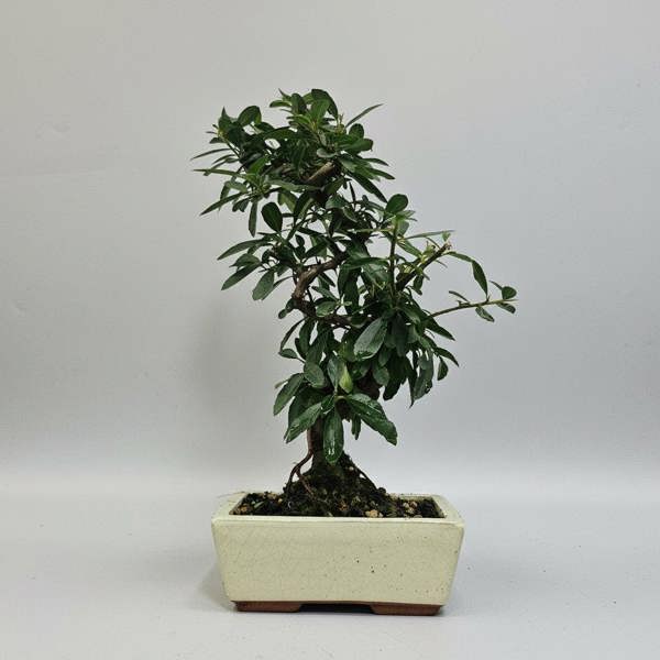 Yorkshire Bonsai Firethorn (Pyracantha) Bonsai Tree | Semi-Shaped | In 15cm Pot