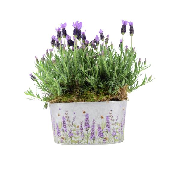 French Lavender Trough - Aromatic Purple Mediterranean Plant for Patios Plants By Post