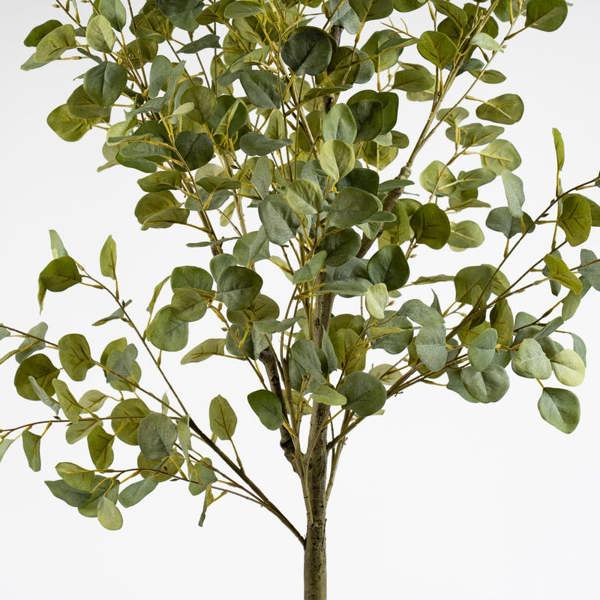 Scottish Everlastings 185cm Eucalyptus Tree