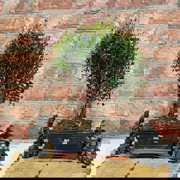 Yorkshire Bonsai Brush Cherry (Syzygium) Bonsai Tree | Broom | In 20cm Pot