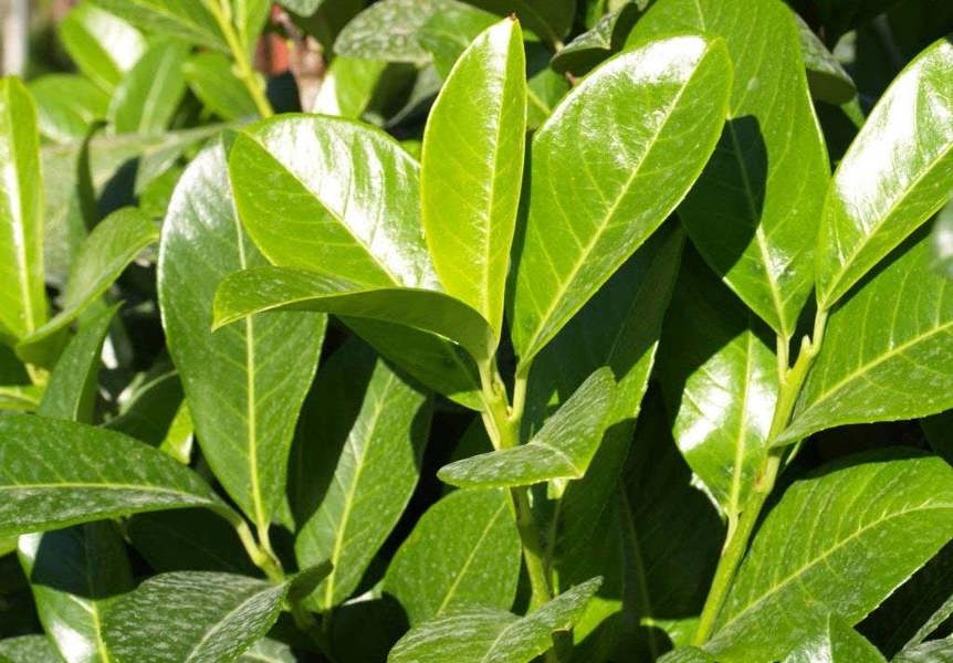 Direct Plants 10x Cherry Laurel Evergreen Hedging Plants Large 60-80cm in 3 Litre Pots by Direct Plants