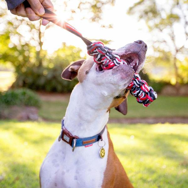 EzyDog Beaver Tail Floating Dog Toy