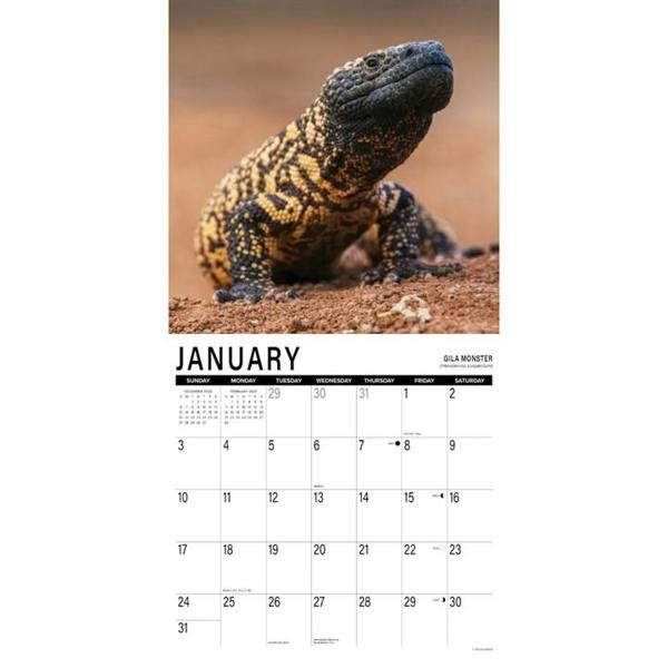 Scales, Snakes & Reptiles Calendar 2027, Wall Calendars, Month To View, Animals, Gift