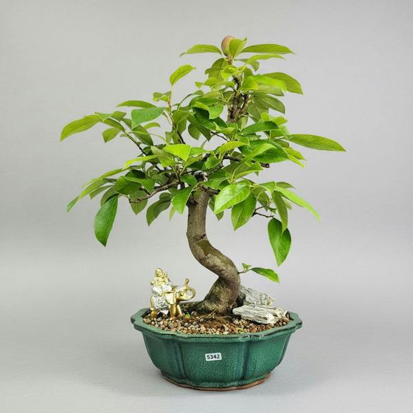 Yorkshire Bonsai Chinese Quince (Pseudocydonia Sinensis) Bonsai Tree | Informal Upright | In 26cm Pot