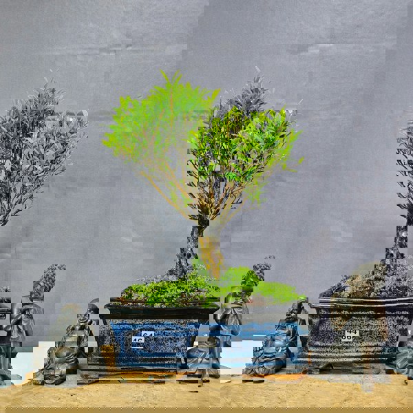 Yorkshire Bonsai Brush Cherry (Syzygium) Bonsai Tree | Broom | In 20cm Pot