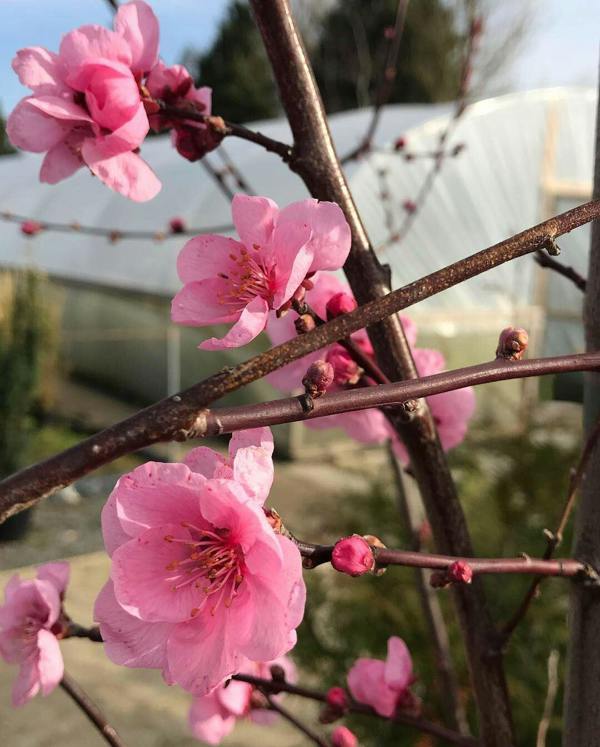 Direct Plants Prunus Spring Glow Purple Leaf Blossom Tree 5-6ft Tall By Direct Plants