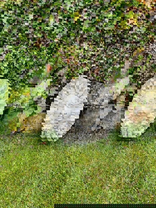 Sun design Welcome Garden Sign Plaque