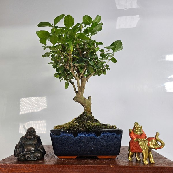 Yorkshire Bonsai Chinese Privet (Ligustrum Sinense) Bonsai Tree | Broom | In 15cm Pot