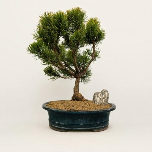 Yorkshire Bonsai Mountain Pine (Pinus Mugo 'Carsten') Bonsai Tree | In 26cm Blue Oval Pot