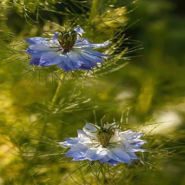 Nigella Sativa Seeds