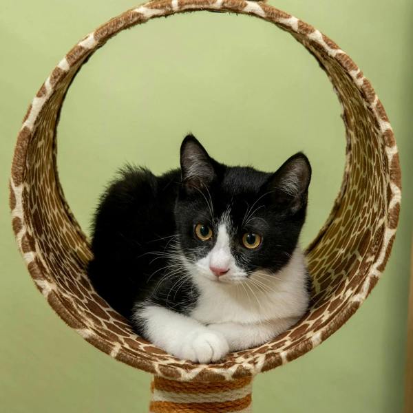 Beige giraffe-pattern cat tunnel with a black-and-white kitten resting inside