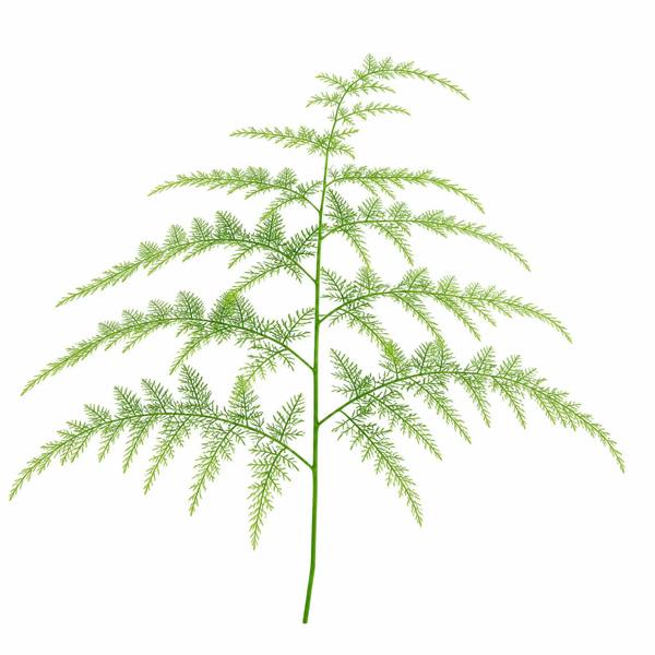 Asparagus Setaceus Lace Fern 12cm Pot Plants By Post