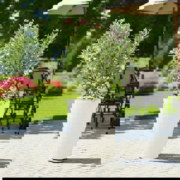 Pieris ‘Flaming Silver’ – Evergreen Shrub in 5L Pot, Colourful Foliage & Spring Flowers Plants By Post