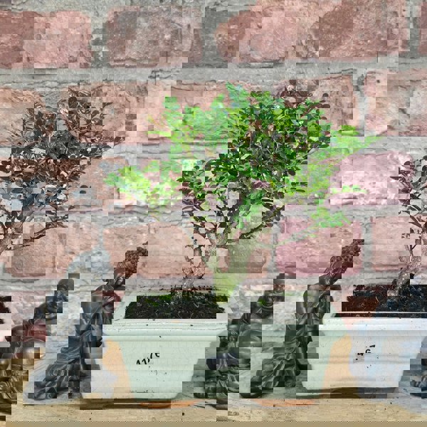 Yorkshire Bonsai Chinese Pepper (Zanthoxylum Pipertum) Bonsai Tree | Broom | In 15cm Pot