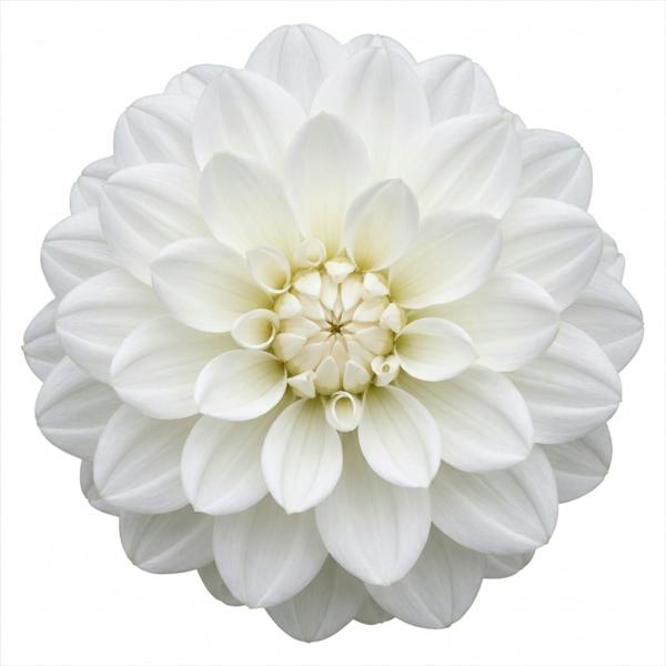 Dahlia Dahlegria White 3L Pure White Dahlia