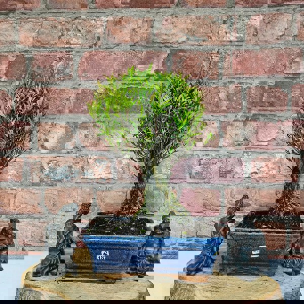 Yorkshire Bonsai Brush Cherry (Syzygium) Bonsai Tree | Broom | In 20cm Pot