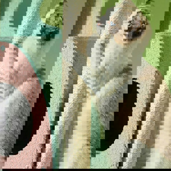 Davis Cat Climber, Cat Tree-Weilai Concept-Weilai Concept