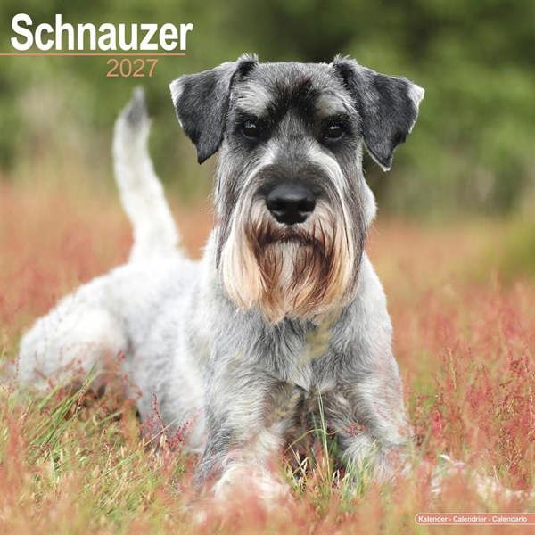 Schnauzer Calendar 2027, Wall Calendars, Month To View, Dogs, Gift