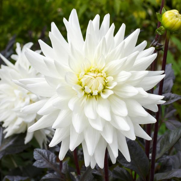 Dahlia Dahlegria White 3L Pure White Dahlia