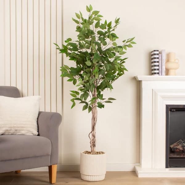Scottish Everlastings 160cm Ficus Tree in cement pot