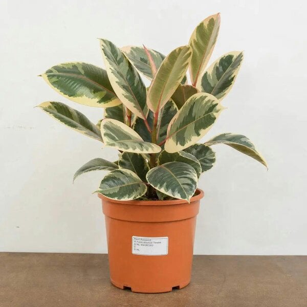 Ficus Tineke Rubber Plant 17cm Pot – Easy Care Indoor Houseplant
