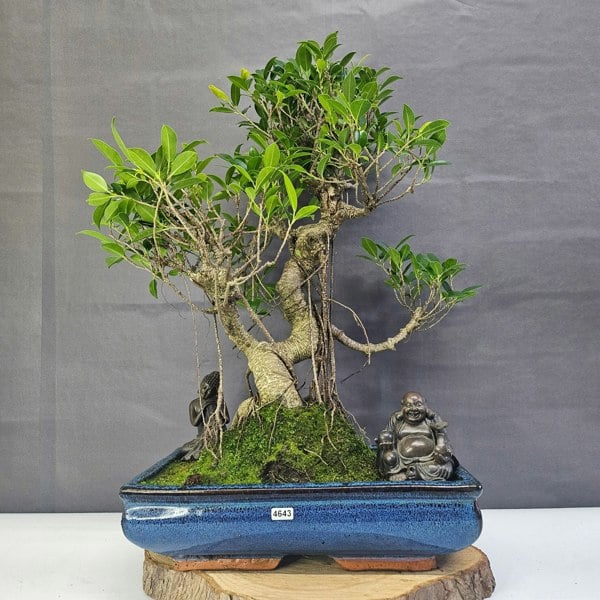 Yorkshire Bonsai Ficus Microcarpa (Banyan Fig) Large Indoor Bonsai Tree | Shaped | In 35cm Pot