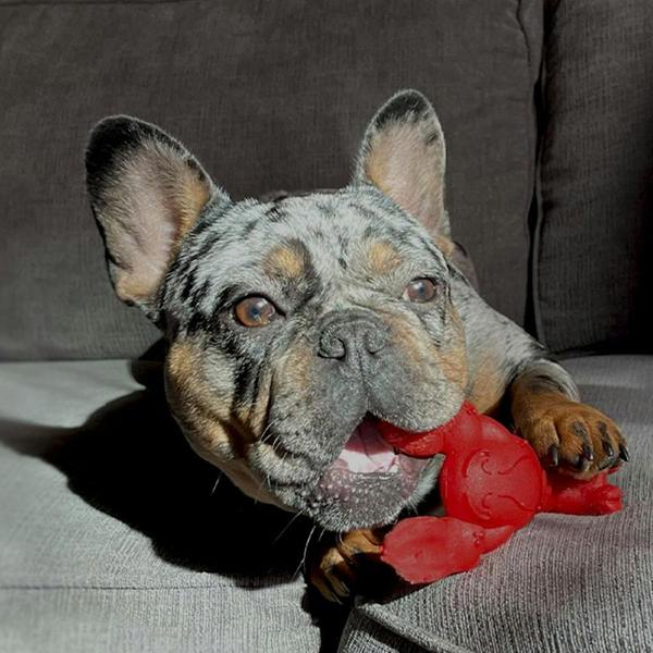 Nylabone Extreme Chewers Lobster Dog Chew Toy Filet Mignon Flavour (Small)