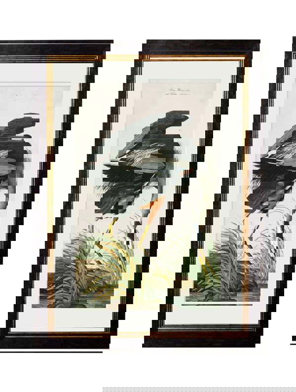 Exceptional Art c.1838 Audubon's Great Blue Heron
