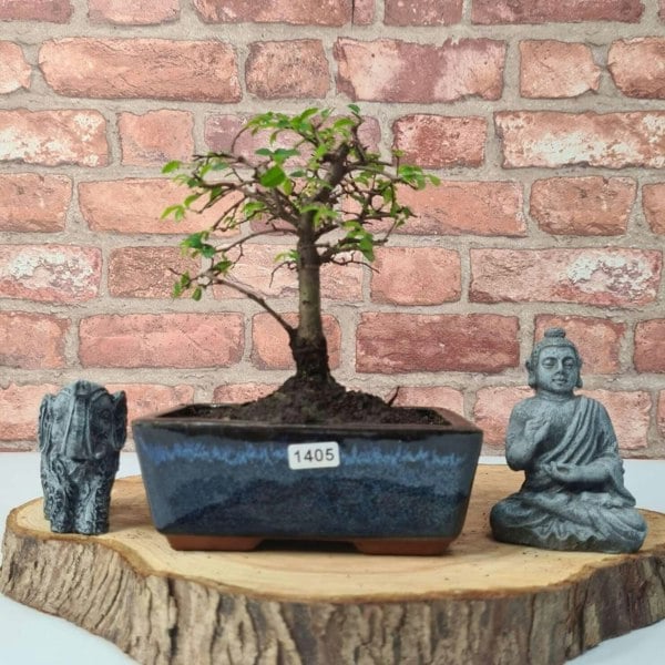 Chinese Elm (Ulmus Parvifolia) Bonsai Tree | Broom | In 15cm Pot - Yorkshire Bonsai