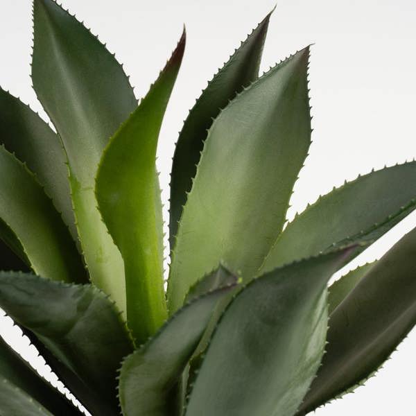 Scottish Everlastings 57cm Oversized Agave