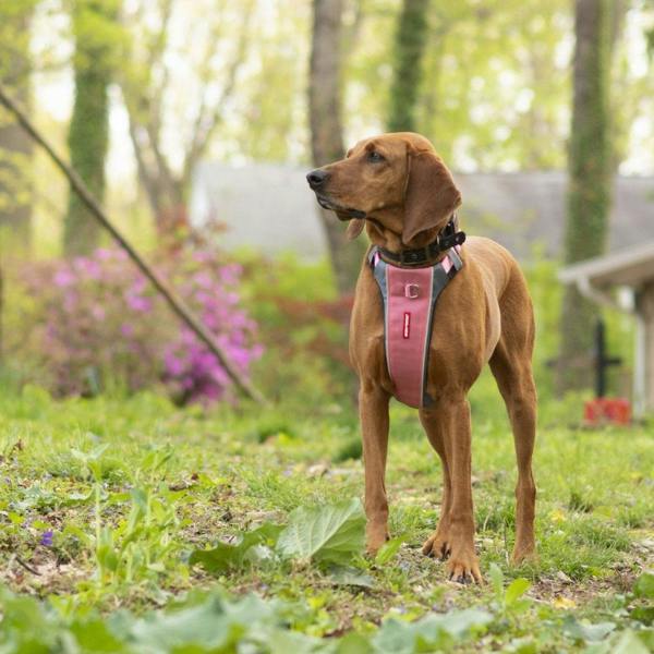 EzyDog X-Link Dog Harness in Pink