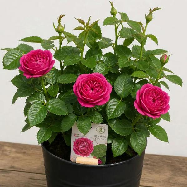 5L Rose Let's Celebrate Dark Pink Rose Bush- Beautiful Flowering Garden Plant