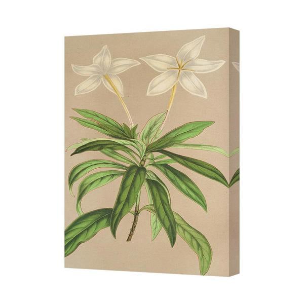 Benjamin Tate Design Frangipani Canvas Art Print White Flowers With Green Leaves