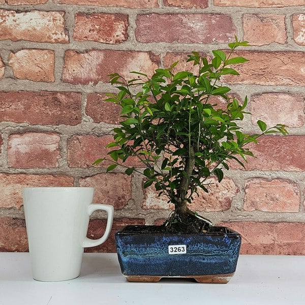 Yorkshire Bonsai Bird Plum (Sageretia) Bonsai Tree | Broom | In 15cm Pot
