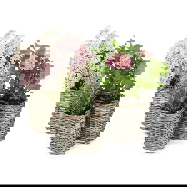 Round Wicker Planter