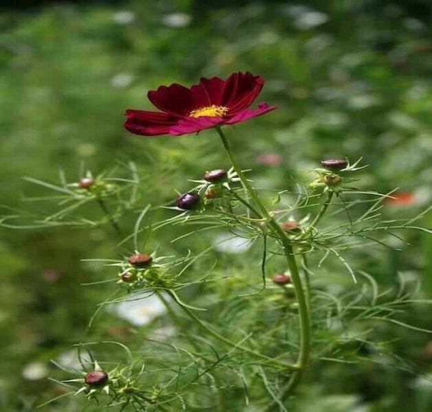 Cosmos Sensation Dazzler