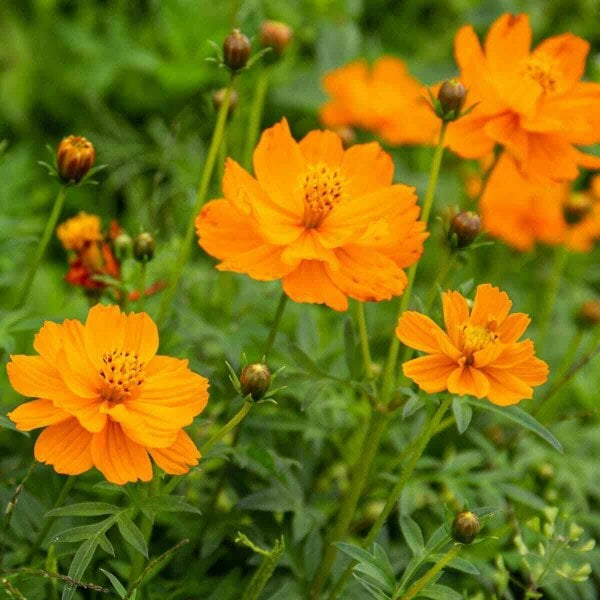 1kg Cosmos Sunset Orange Seeds Sulphureus bright Orange