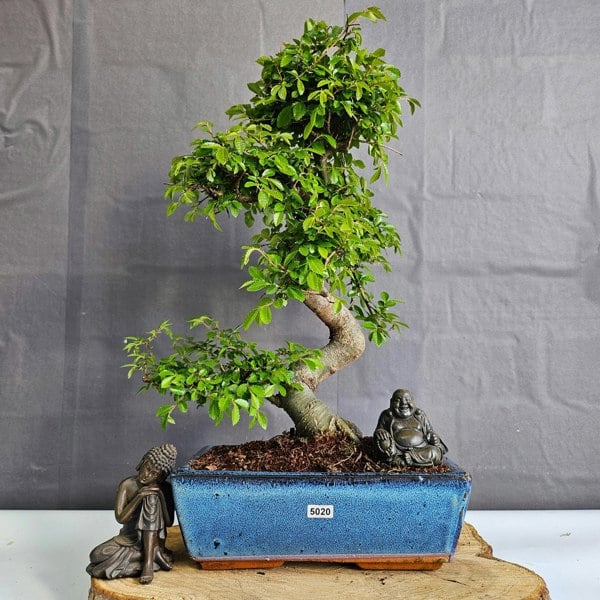 Yorkshire Bonsai Chinese Elm (Ulmus Parvifolia) Bonsai Tree | Shaped | In 25cm Pot