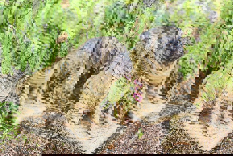 Pair of Full Size Sitting Pugs Stone Statues