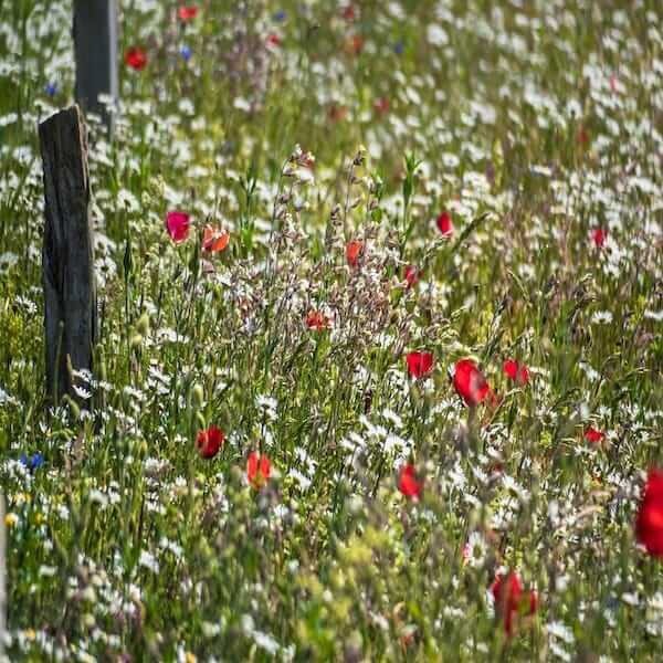 Custom wildflower seed packets: A wildflower seed packet with your own custom text or design. A personalized wildflower seed packet, perfect for a gift or special occasion. A wildflower seed packet tailored to your specific needs and preferences.