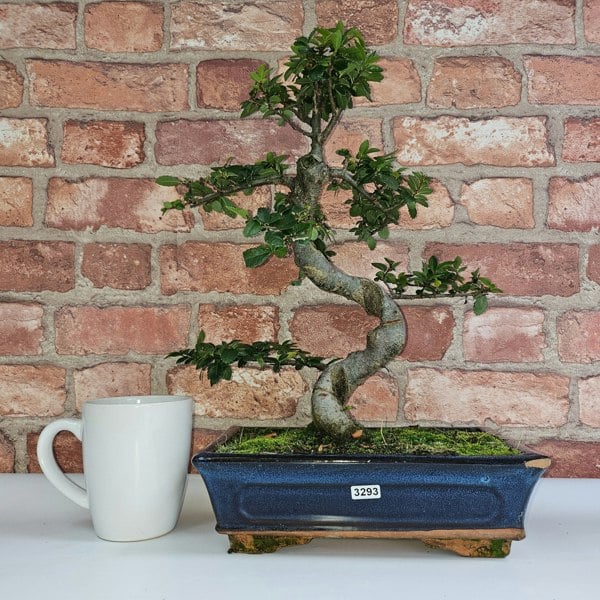 Yorkshire Bonsai Chinese Elm (Ulmus Parvifolia) Bonsai Tree | Shaped | In 25cm Pot