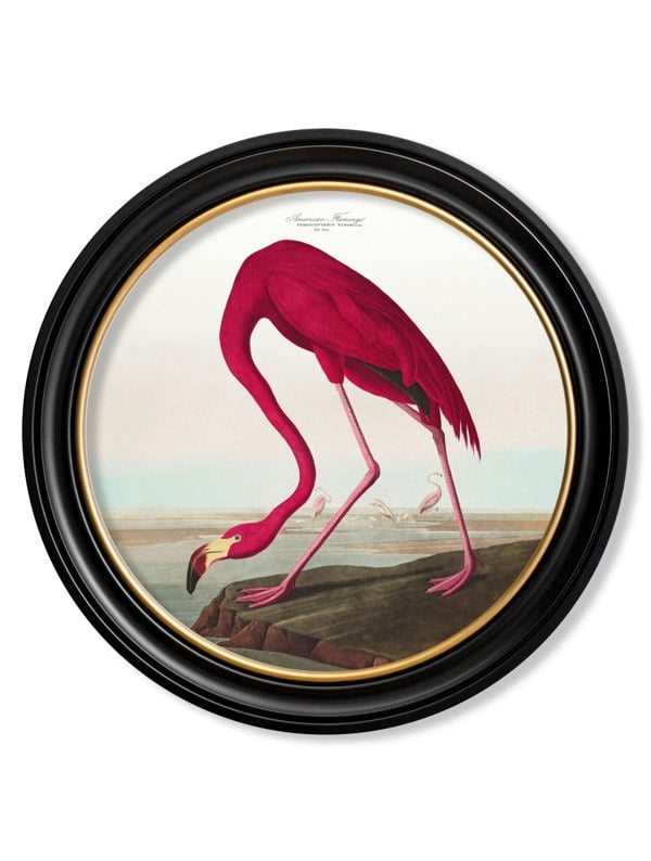 Exceptional Art c.1838 Audubon's Birds of America in Round Frames