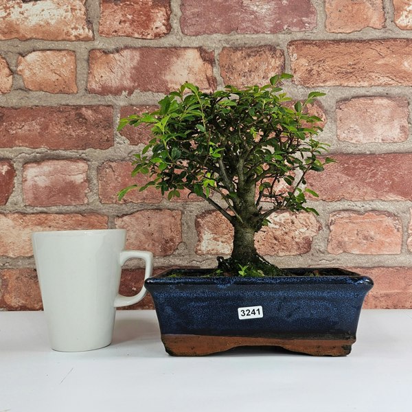 Yorkshire Bonsai Chinese Elm (Ulmus Parvifolia) Bonsai Tree | Broom | In 20cm Pot