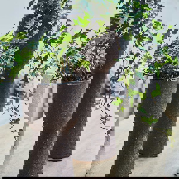 #color_mocha