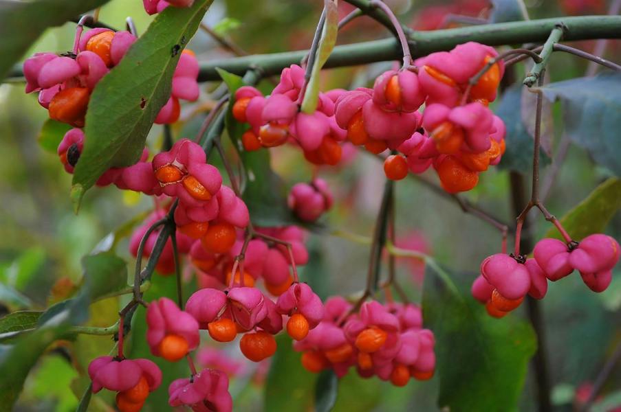 Direct Plants Euonymus Europaeus Spindle Tree Extra Large Plant Shrub 4-5ft