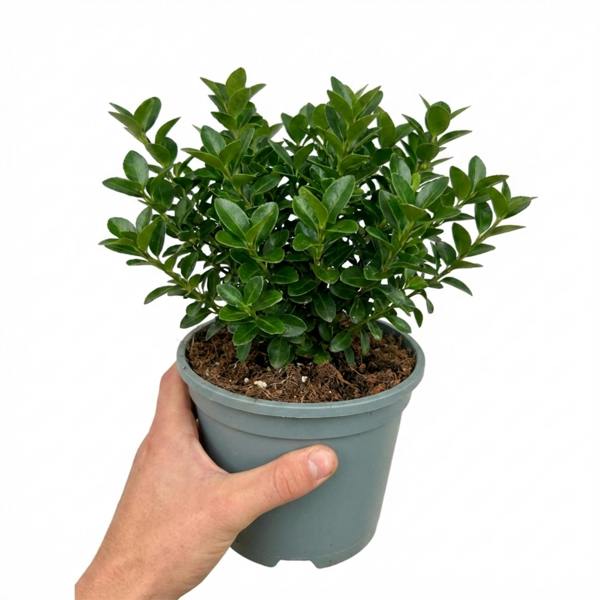 Euonymus japonicus 'Microphyllus' Box Leaf Evergreen Shrub 2L Pot The Rose Press Garden