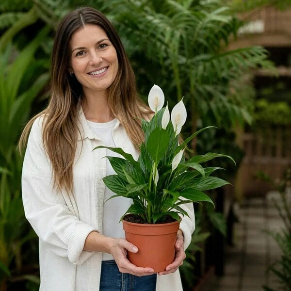 Spathiphyllum Peace Lily 17cm Pot – Easy Care Flowering Indoor Houseplant