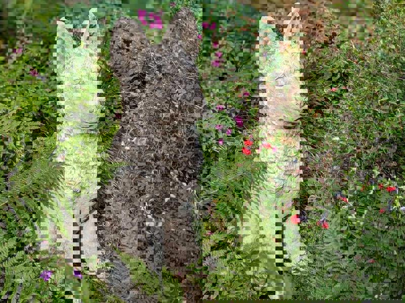 Large Alsatian/German Shepherd Dog Stone Cast Garden Ornament