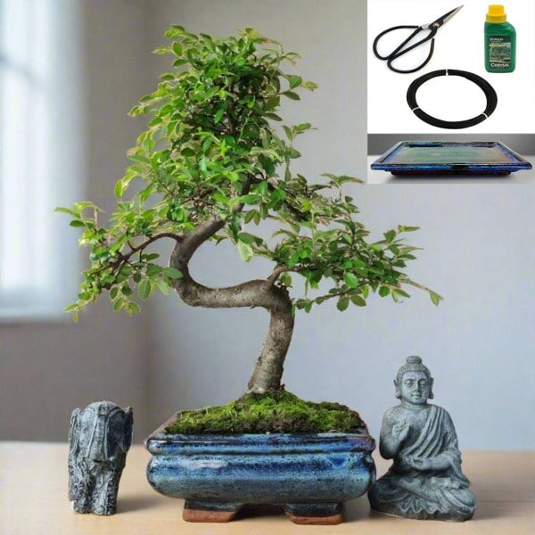 Yorkshire Bonsai Chinese Elm in 15cm Pot Inc: Drip Tray & Bonsai Tree Starter Kit